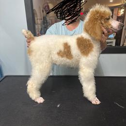 Clover - Parti Poodle puppy in Bremen, Georgia from Kelley’s Poodle Patch
