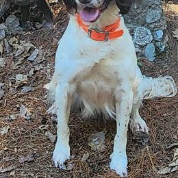 Dixie - English Springer Spaniel