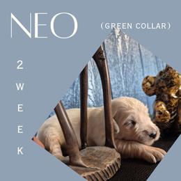 Neo - Light golden male Golden Retriever puppy in El Campo, Texas from Starlight Goldens