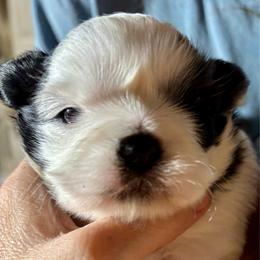 CKC patch - Black and white male Shih Tzu puppy in Skipperville, Alabama from Nay Nay’s Babies