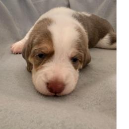 Blue collar- boy- Mosby - Blue tan and white male Beagle puppy in Las Vegas, Nevada from Hound Kings
