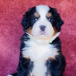 Lime Collar Girl - Black rust and white female Bernese Mountain Dog puppy in Bristol, Tennessee from Holston Hollow Farm
