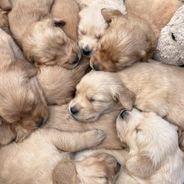 Golden Retrievers from Rainershine Goldens