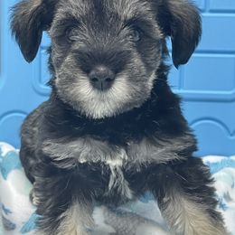 Miniature Schnauzer Puppies from Miniature Schnauzer Paradise llc