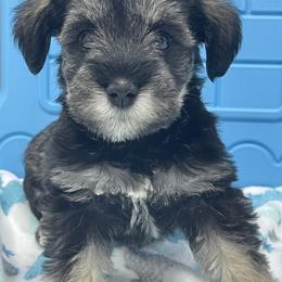 Miniature Schnauzer Puppies from Miniature Schnauzer Paradise llc