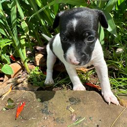 Basil - Black and white Rat Terrier puppy in Haiku, Hawaii from Haiku Rat Terriers