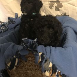 Goldendoodle and Poodle Puppies from Posh Poodles and Doodles