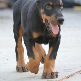 Doberman Pinscher Puppies from Obsidian Kennels