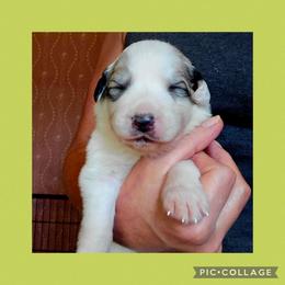 Splendor - White and badger female Great Pyrenees puppy in Mikado, Michigan from Brittain Family Farm