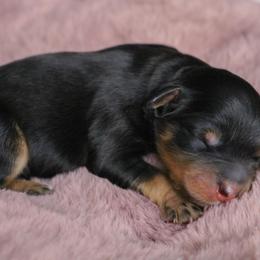 Ion - Black tri male Toy Australian Shepherd puppy in Melbourne, Florida from True Spirited Aussies