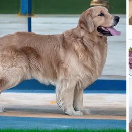 Golden Retrievers from Blair Family Goldens