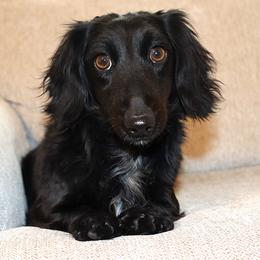 Female 1 - Black female Dachshund puppy in El Campo, Texas from Creamer Creek Kennel