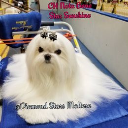 Maltese All Grown Up from Diamond Stars Maltese
