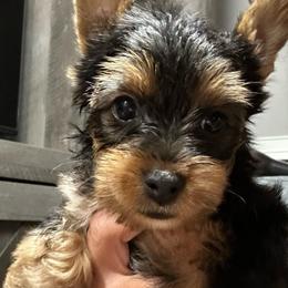 Boy 1 (1300) - Black and tan male Yorkshire Terrier puppy in Douglas, Georgia from Southern Georgia Yorkies and biewers