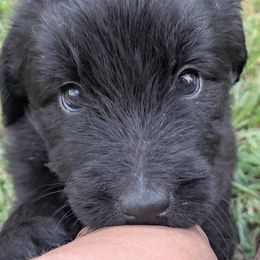 Newfypoo Puppies from Green Acres Newfypoos