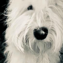 Old English Sheepdog All Grown Up from Cheshire Old English Sheepdogs
