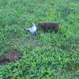 German Shorthaired Pointer Puppies from Silver Creek Short Hairs