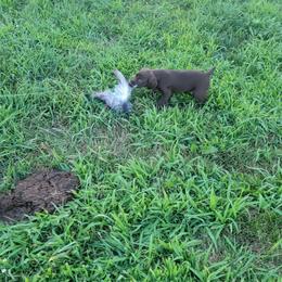 German Shorthaired Pointer Puppies from Silver Creek Short Hairs