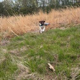 Coop- Black - Liver and white male German Shorthaired Pointer puppy in Union Hall, Virginia from Rustic Creek Farms