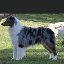 Jessi - Australian Shepherd