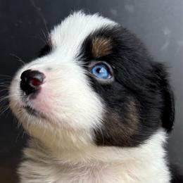 Ash - Black tri-color female Australian Shepherd puppy in Stanford, Kentucky from Red Feather Aussies
