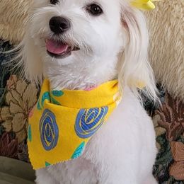 Havapoo Puppies from HopplevalleyPTA...(Puppies To Adore)