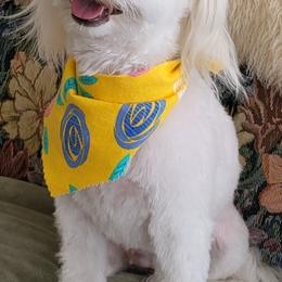 Havapoo Puppies from HopplevalleyPTA...(Puppies To Adore)