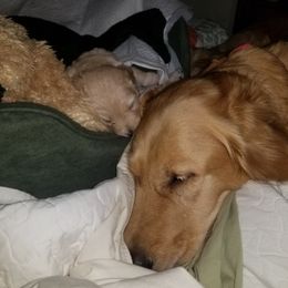 Goldendoodle Puppies from Jennifer's Canines
