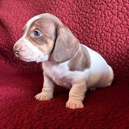 Choc Pie Boy - Chocolate and tan male Dachshund puppy in Giddings, Texas from Big Dream Acres