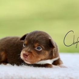 Orbit - Red tri male Toy Australian Shepherd puppy in Prague, Oklahoma from Clay Creek Aussies