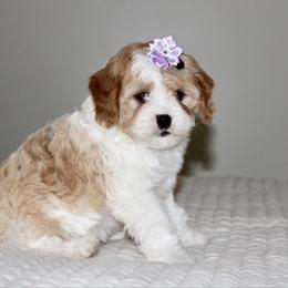 Nova - Blenheim female Cavapoo puppy in Apple Creek, Ohio from Arlene Hershberger