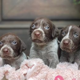 German Shorthaired Pointers from CC GSPs