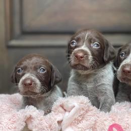 German Shorthaired Pointers from CC GSPs