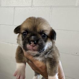 Girl 2 - Red female Pembroke Welsh Corgi puppy in Ocala, Florida from Rivermont Farm