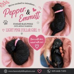 Light Pink Collar Girl- Black with white markings - Black female Poodle puppy in Charlo, Montana from Heavenly Hilltop Farm