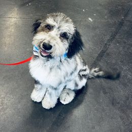 Aussiedoodle and Poodle Puppies from Sassy Poodle’s & Doodle’s