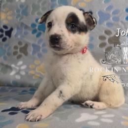 John - Blue male Australian Cattle Dog puppy in Silsbee, Texas from Rockin ND Ranch