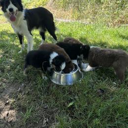 Border Collie Puppies from Athena’s Collies