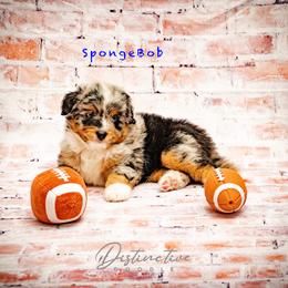 SpongeBob - Blue merle male Aussiedoodle puppy in Kennesaw, Georgia from Distinctive Doodle