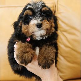 Male Mini Multigernerational Bernedoodle 'Woody' Pink Collar - Tri-color male Bernedoodle puppy in Kamas, Utah from A + E Farms