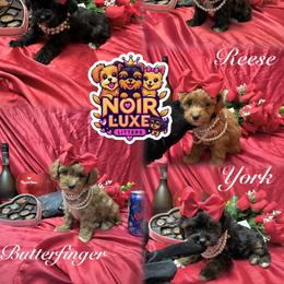 Shih Tzu, Yorkipoo, and Yorkshire Terrier Puppies from Noir Luxe Litters of NJ
