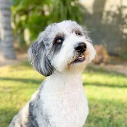Juniper - Aussiedoodle