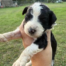 Dakota - Black and white male Aussiedoodle puppy in Four Oaks, North Carolina from RoseWest Farms