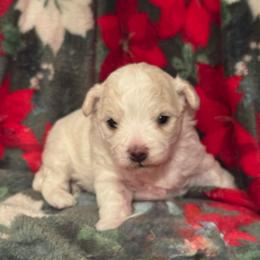 Bonnie - White and buff female Bichon Frise puppy in Rome, Georgia from Southern Sands Bichons