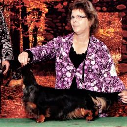 William - Dachshund