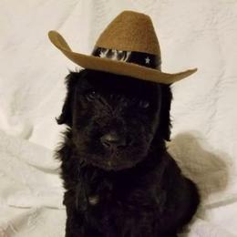 Bernedoodle, Goldendoodle, and Poodle Puppies from Wagging Tailz