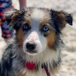 Miniature Australian Shepherds and Toy Australian Shepherds from Stellar Little Aussies