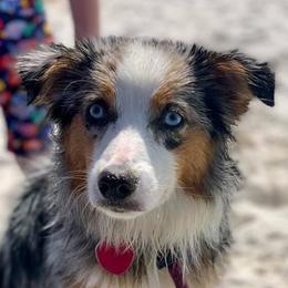 Miniature Australian Shepherds and Toy Australian Shepherds from Stellar Little Aussies