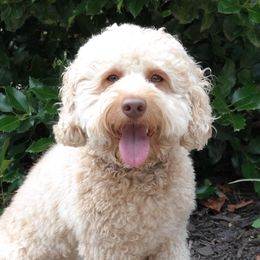 Kona - Australian Labradoodle