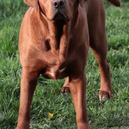 Labrador Retriever Puppies from Matoskah Meadows Labradors